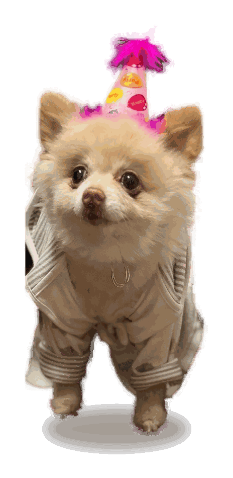 Jordan Rose, a cream Pomeranian, in a birthday hat and striped outfit